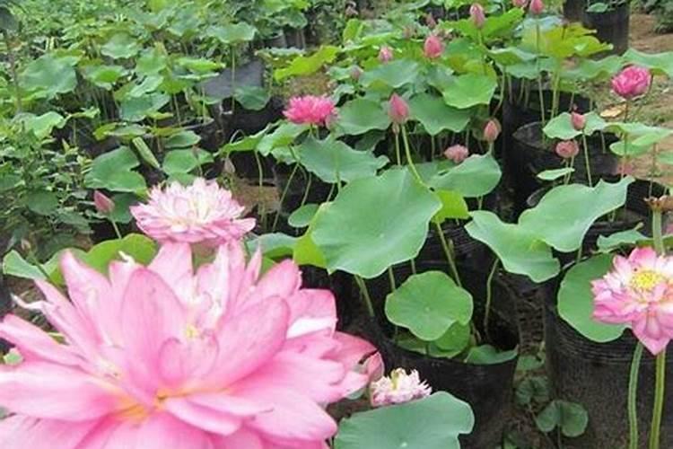 种植荷花需要放底肥吗