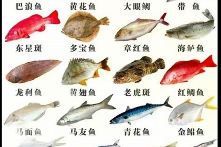 鱼蛋肉当中的鱼蛋白有何作用