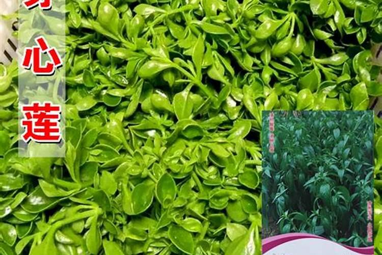 穿心莲怎么养,4个步骤教你养出茂盛的穿心莲