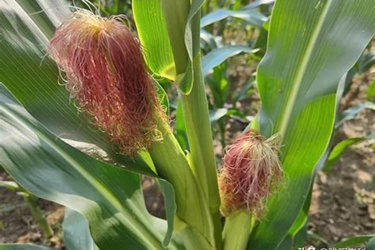 玉米大喇叭口期可以打芸苔素内酯吗