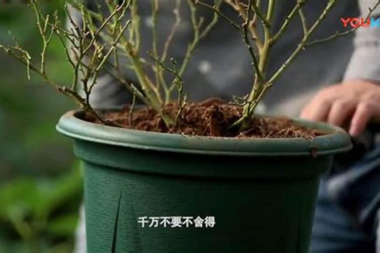 买回来的光秃秃的裸根月季冒新芽了后咋养护？