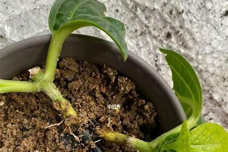 绣球花怎么养护