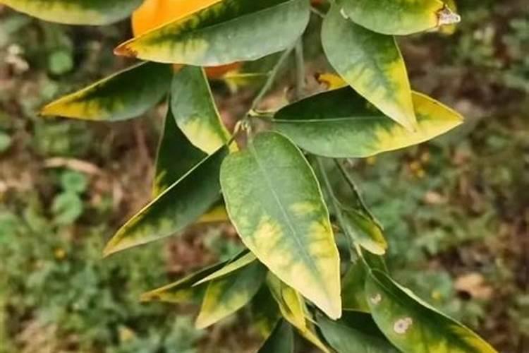 钾肥过量植物的表现图