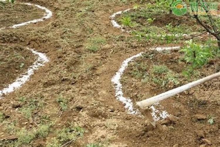 苗木安全过冬的六大养护方法