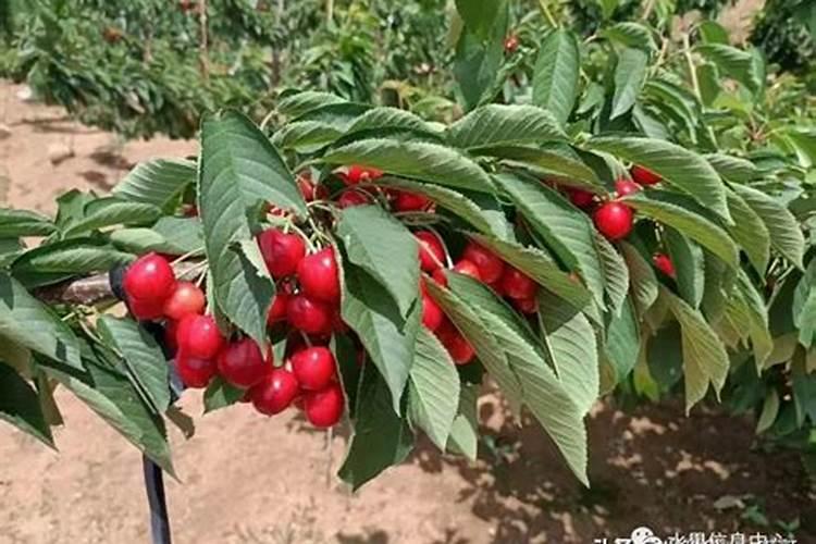 果树专用增产膨果叶面肥料？果树专用叶面肥什么牌子的好？