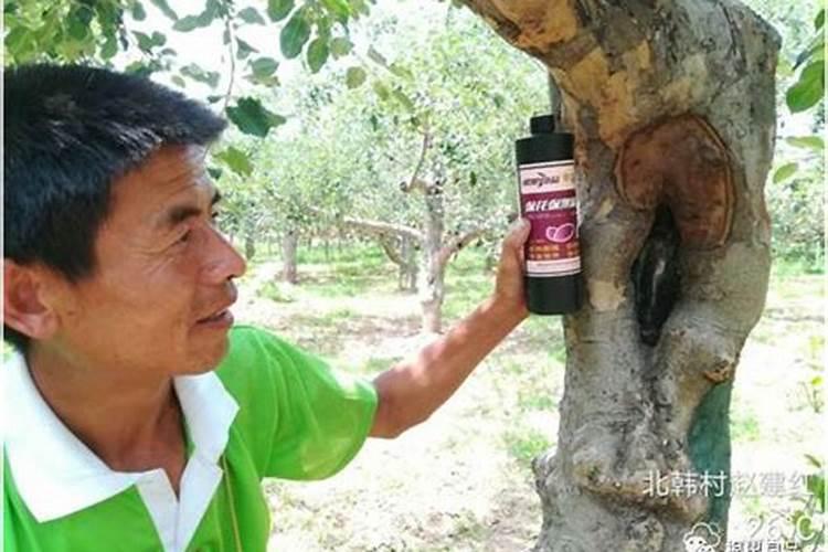 苹果腐烂病发病规律及防治措施