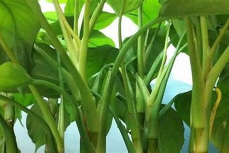 花生喷施钙肥最佳时间 什么时候使用合适