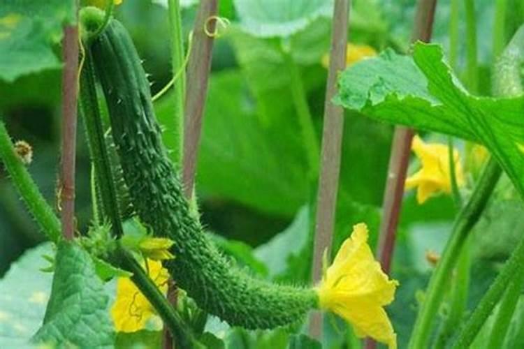 花生什么时候打钙肥