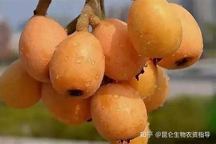 枇杷的肥力管理和田间管理及施用叶面肥的要点