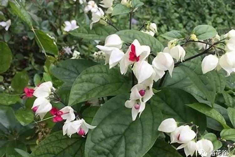 火龙果有花雷能施肥吗