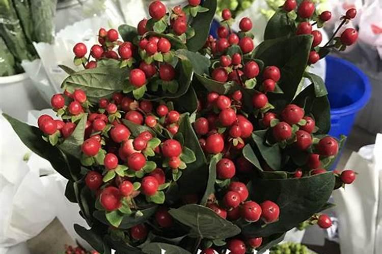 火尤果怎样种植