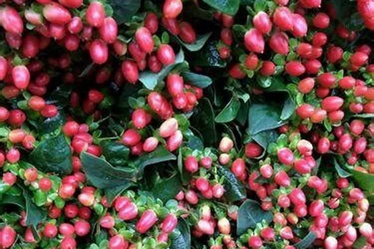 火龙果怎样才能开花结果