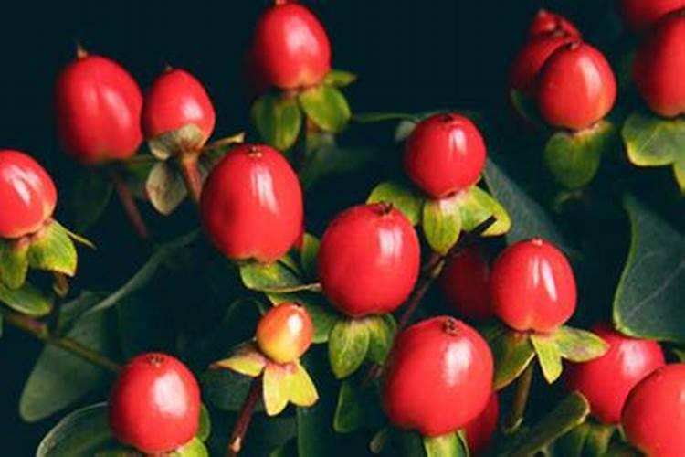 生了根的火龙果苗移栽前需要用生根水泡吗？