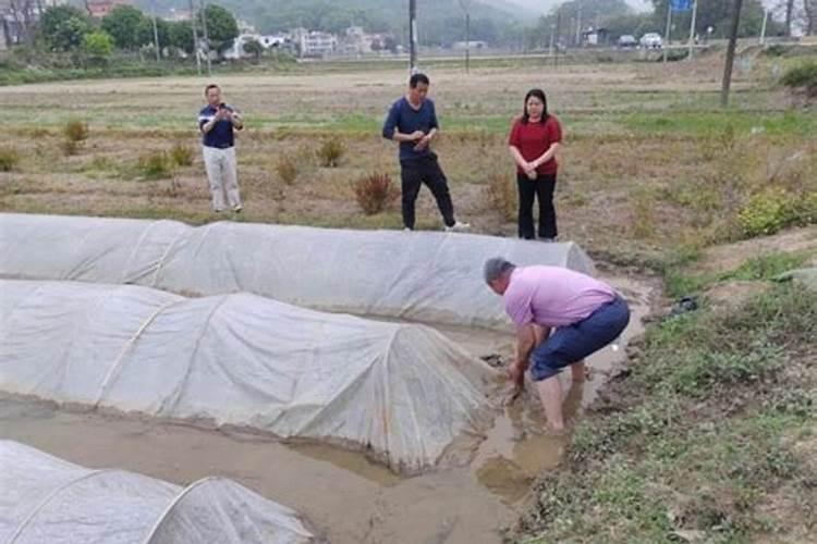 水稻播种遇到低温天气怎么办？