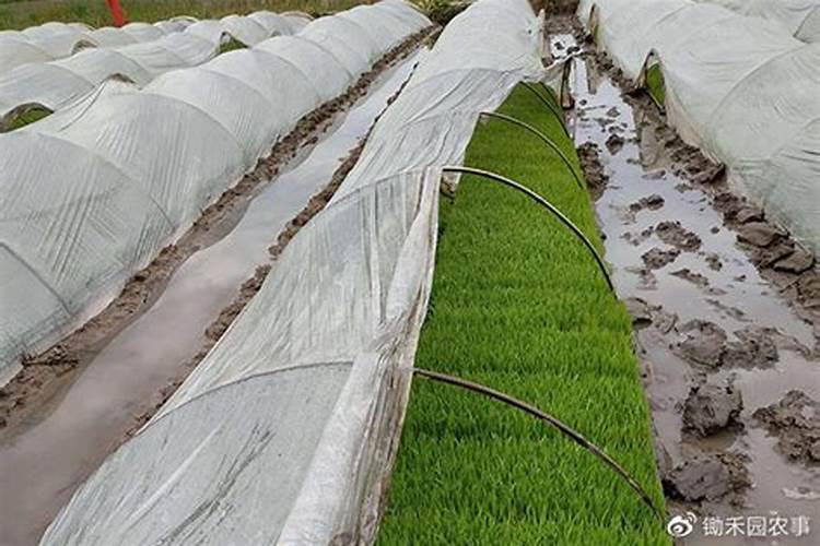 碧护叶面肥主要功效