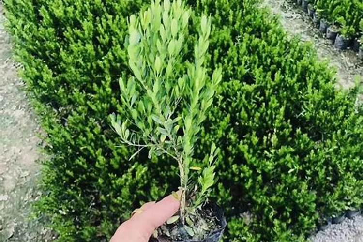 雀舌黄杨什么季节换盆？落叶子怎么办