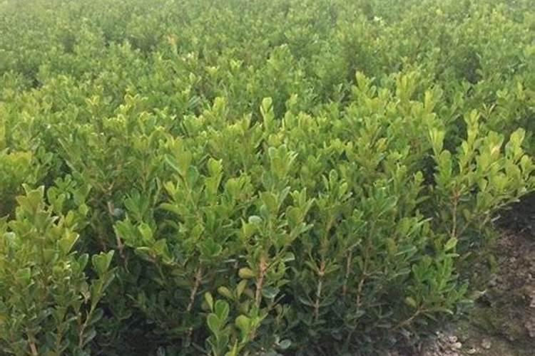 大叶黄杨球叶子起皱是不是发虫了？