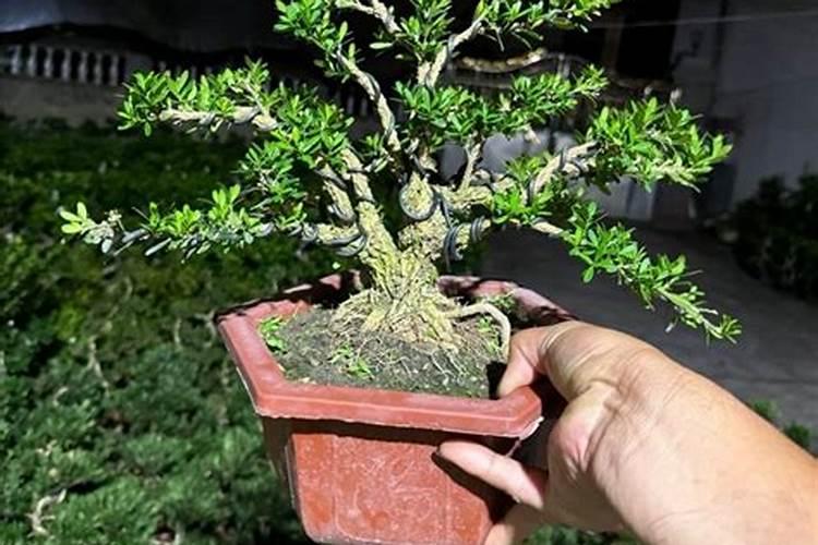 盆栽黄杨木怎么养