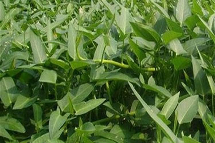 空心菜施什么肥长得快又嫩