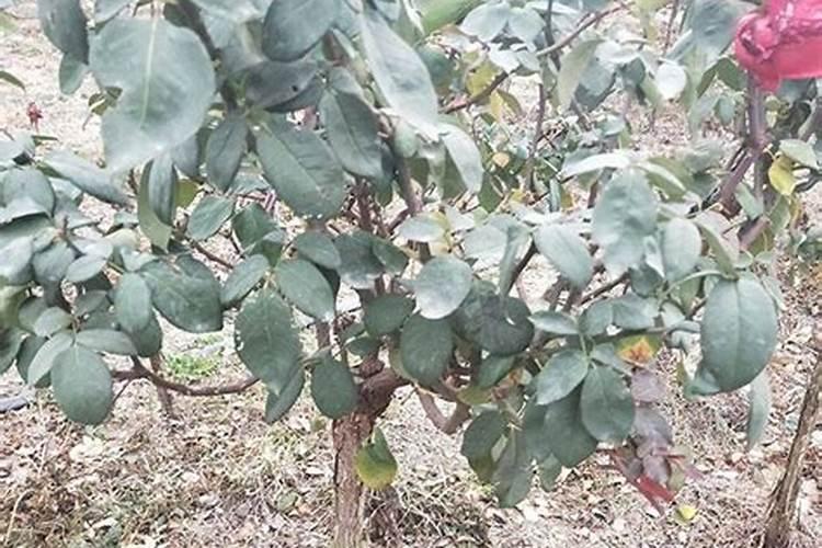 简单自制腐叶土方法(简易教程,在家自制腐叶土,轻松养出健康植物!)百度...