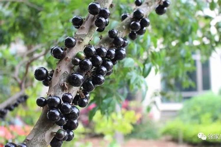 嘉宝果不能施用的三种肥料是哪三种