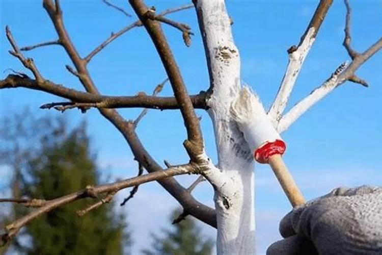 连阴天环境里水果怎样有效增甜？