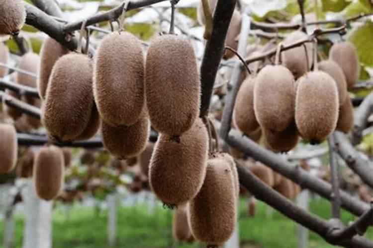 软枣猕猴桃施肥糖醇钙好吗