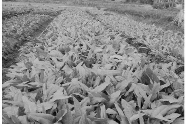 碳酸氢铵对农耕的作用