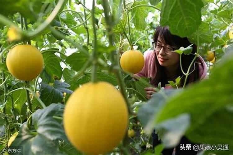 如何防止甜瓜裂瓜