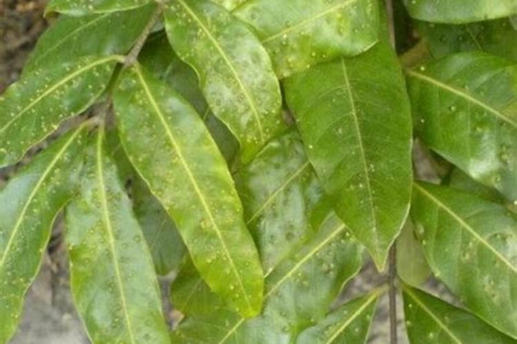 种多久龙眼怎么变成树 从种植到成树,龙眼需要多长时间