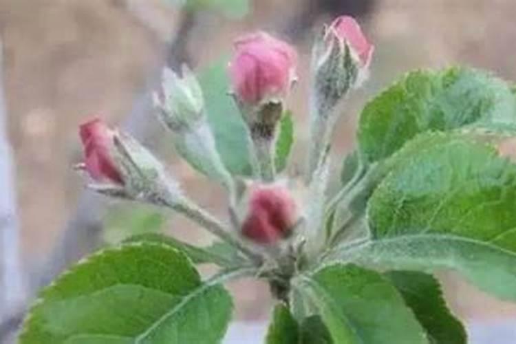 苹果花露红期喷尿素有害吗