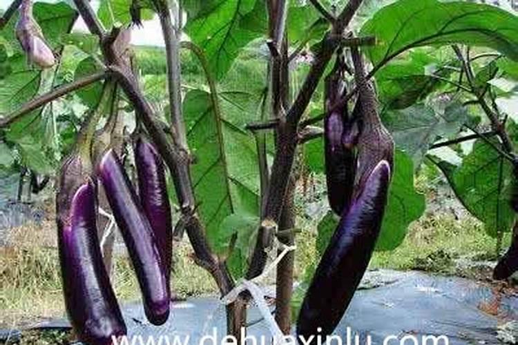 茄子水溶肥多少钱一吨？水溶肥什么样的好？水溶肥使用方法!