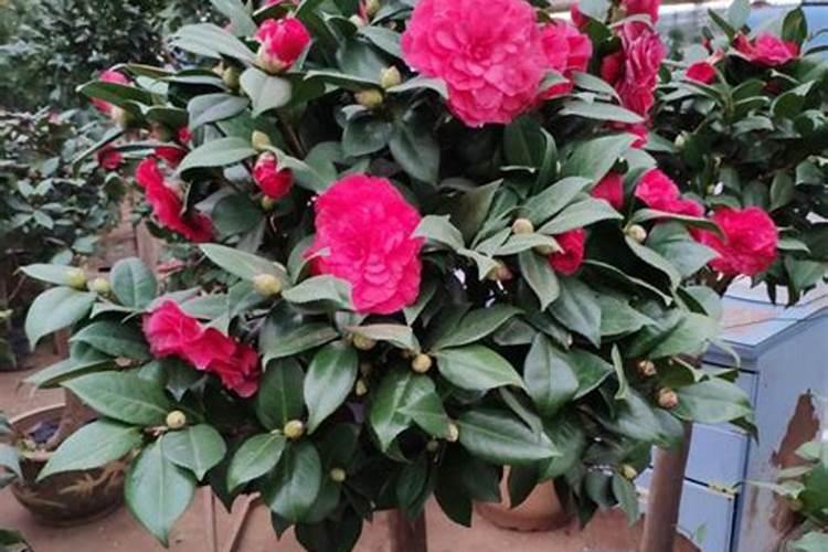 这80种花不施肥,能养好才怪