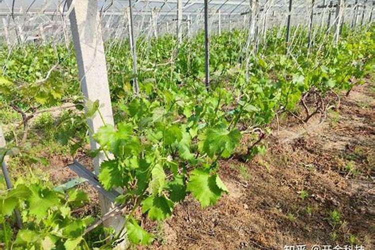 黄腐酸钾属于2625里什么肥