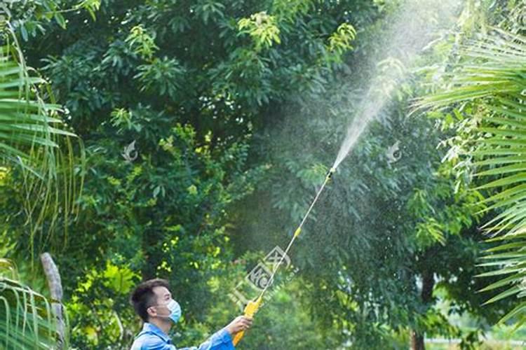 家里养萝卜海棠应该注意什么