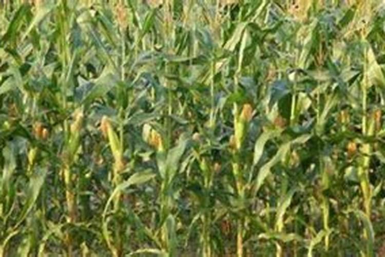 玉米追氮肥最佳