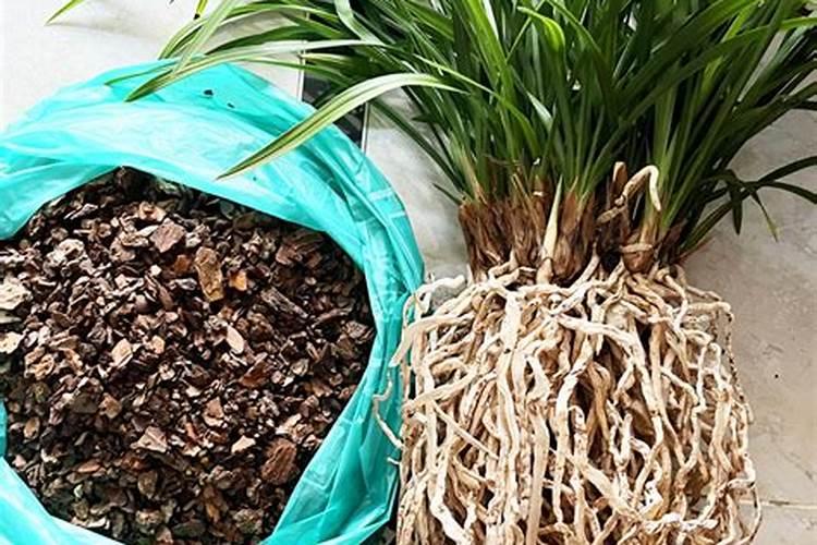 兰花翻盆后服盆快的三个方法