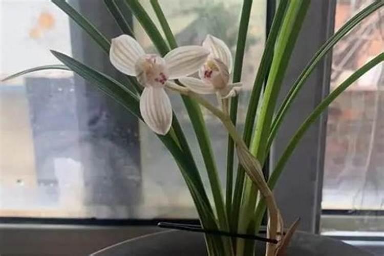 兰花喷什么叶面肥最好(兰花叶面肥喷施注意事项)