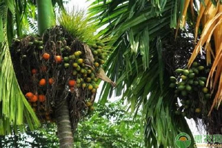 槟榔树花苞期到底能不能打杀虫剂？