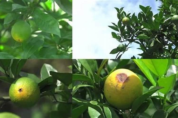 脐橙幼苗移载时间