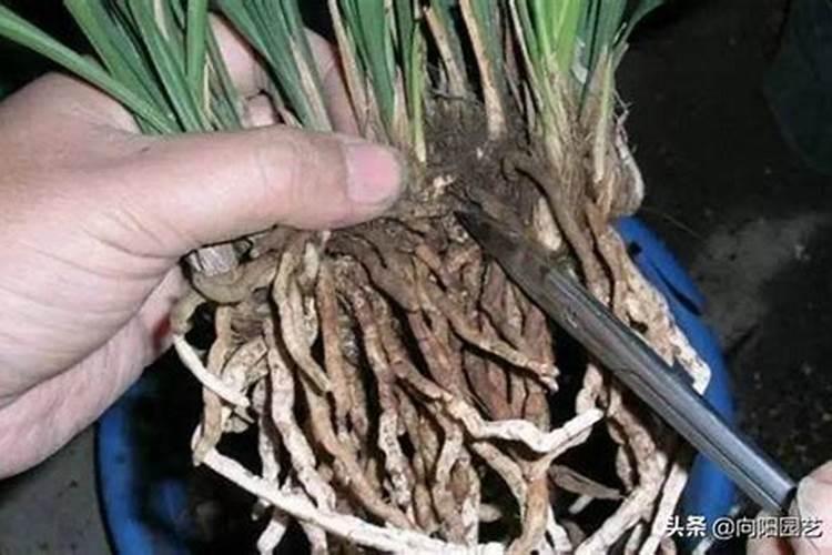 兰花什么时候施肥最好,兰花施肥用什么肥最好(氮磷钾肥)