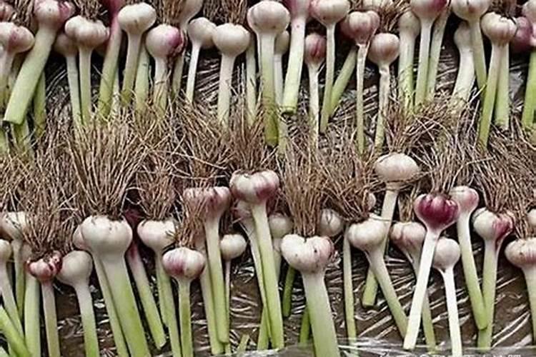 蒜苗生长期能用冲施肥啊怎么用啊