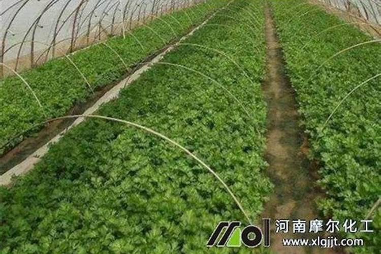 用大棚长水芹菜要挖多深的池