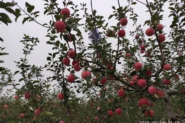 苹果树施肥时间,用什么水溶肥好