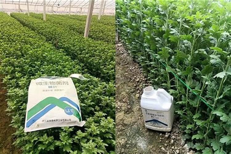 氨基酸水溶肥的使用方法