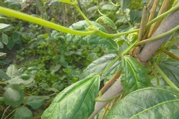 这豆角是什么病？？照片以上上传了,叶片上全是,很多