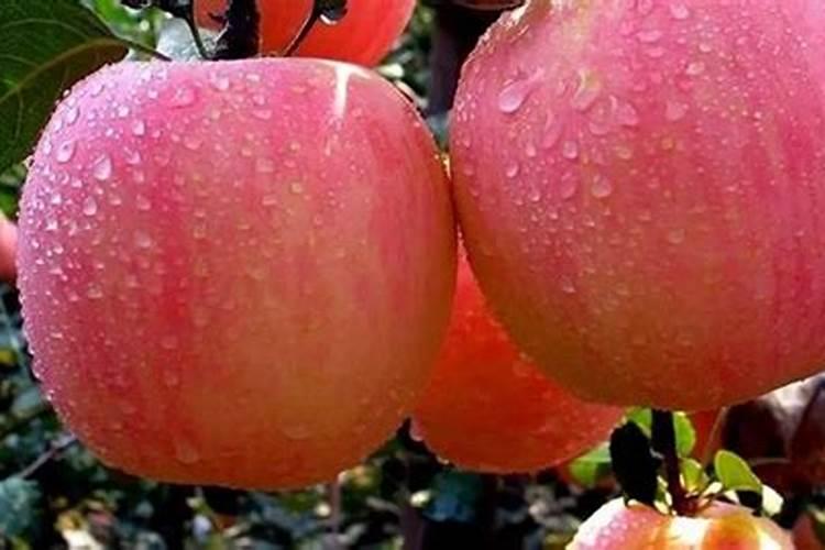 果树结果期施什么肥