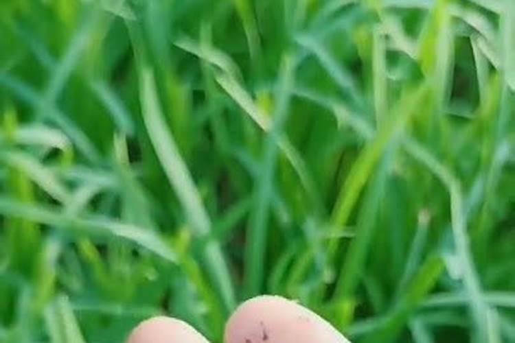 韭菜种植需要施什么肥料