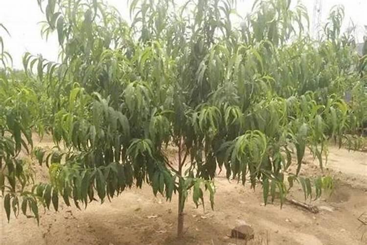 淋溶土的利用与改良