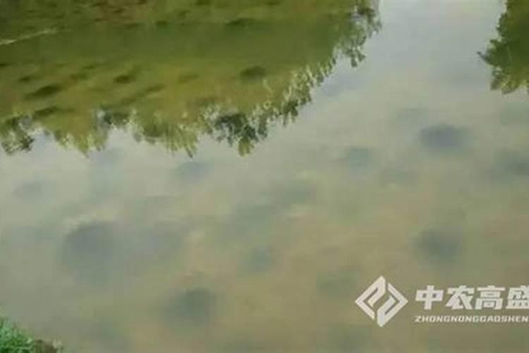 鱼塘快速肥水的办法